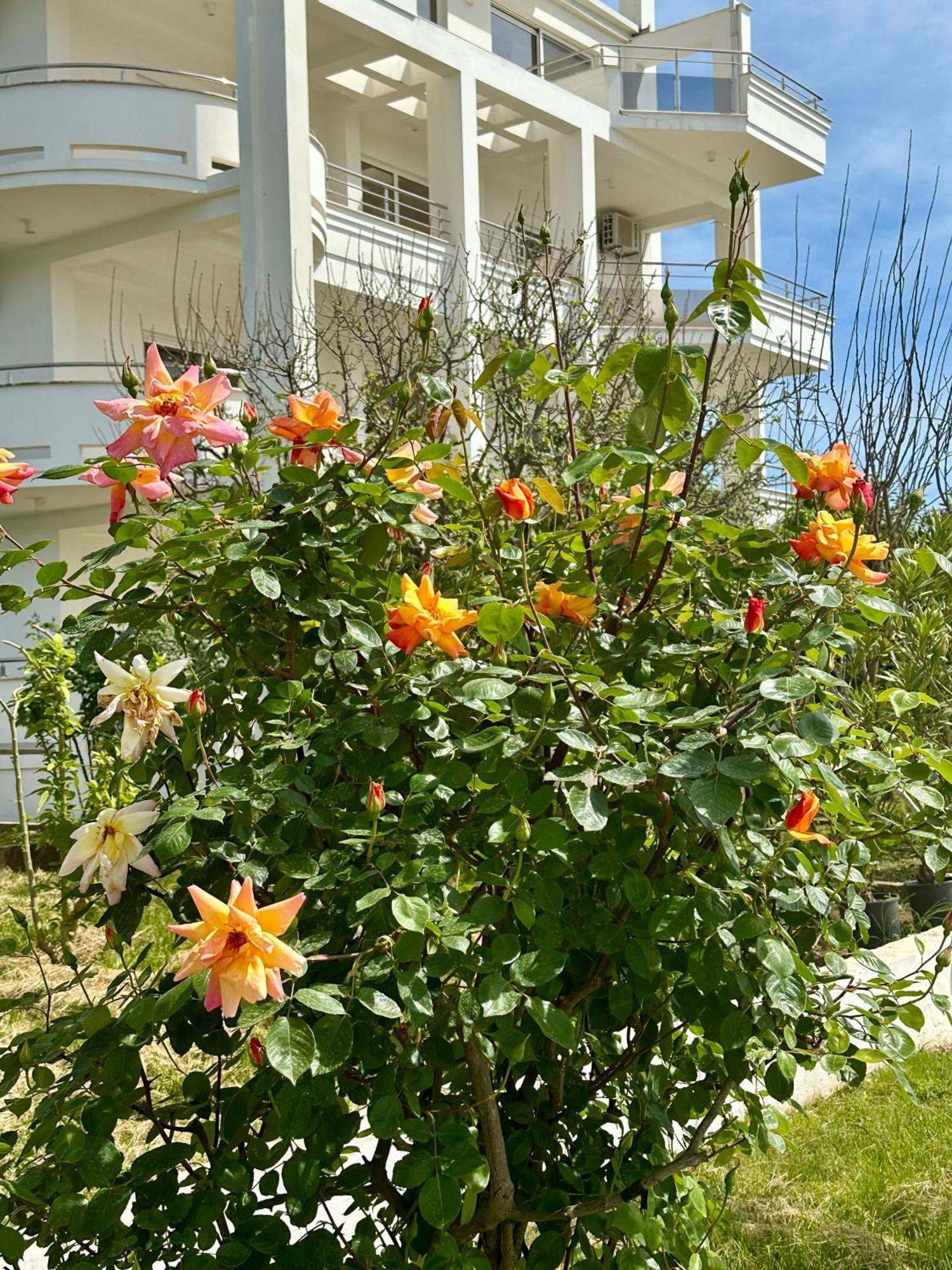 Le Domaine Green Paradise Ulcinj Zewnętrze zdjęcie